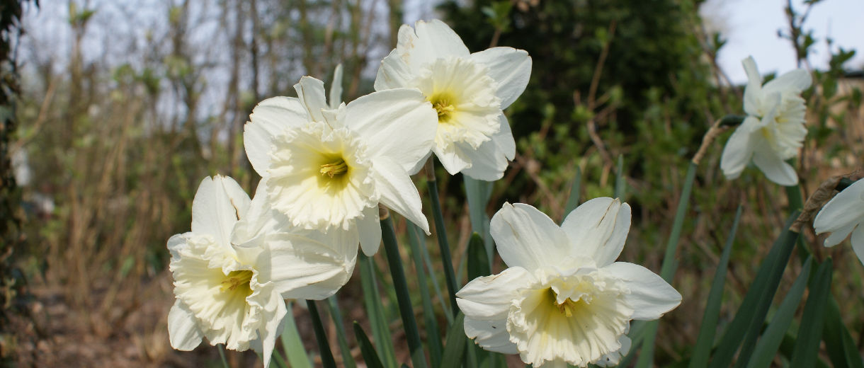 Image description goes here